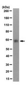Anti-Dux4 Antibody, clone 9A12 clone 9A12, from mouse