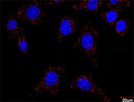 Anti-FLT1 antibody produced in rabbit purified immunoglobulin, buffered aqueous solution