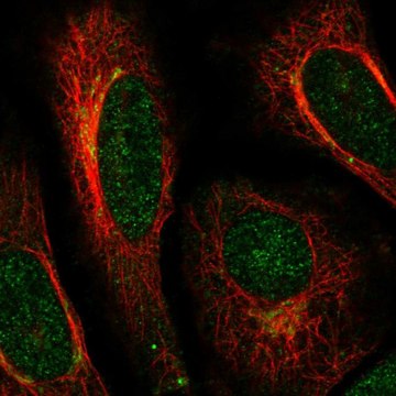 Anti-ACAP3 antibody produced in rabbit Prestige Antibodies&#174; Powered by Atlas Antibodies, affinity isolated antibody