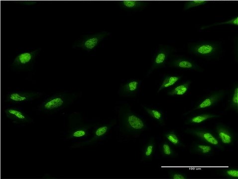 Monoclonal Anti-EHMT1, (N-terminal) antibody produced in mouse clone 1H2, purified immunoglobulin, buffered aqueous solution