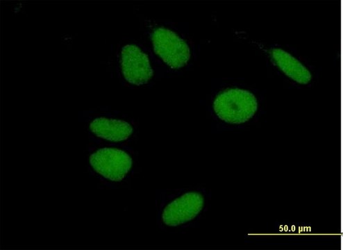 Anti-ZNF43 antibody produced in mouse IgG fraction of antiserum, buffered aqueous solution