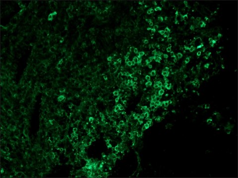 Anti-Chicken IgY (IgG) (whole molecule)&#8722;FITC antibody produced in rabbit IgG fraction of antiserum, buffered aqueous solution