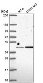 Anti-IRF2 antibody produced in rabbit Prestige Antibodies® Powered by Atlas Antibodies, affinity isolated antibody