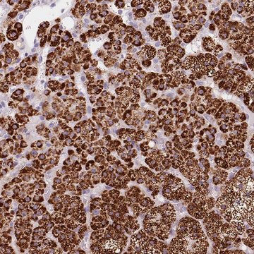 Anti-CYP11B1 antibody produced in rabbit Prestige Antibodies&#174; Powered by Atlas Antibodies, affinity isolated antibody, buffered aqueous glycerol solution