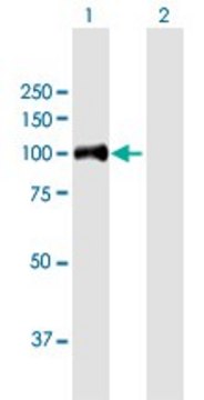 Anti-HAP1 antibody produced in mouse purified immunoglobulin, buffered aqueous solution