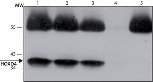 Anti-HOXD4 (C-terminal) antibody produced in rabbit ~1.0 mg/mL, affinity isolated antibody, buffered aqueous solution