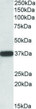 Anti-CYB5R3 (C-terminal) antibody produced in goat affinity isolated antibody, buffered aqueous solution