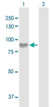 Anti-HLCS antibody produced in rabbit purified immunoglobulin, buffered aqueous solution