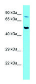 Anti-SLC44A2 antibody produced in rabbit affinity isolated antibody