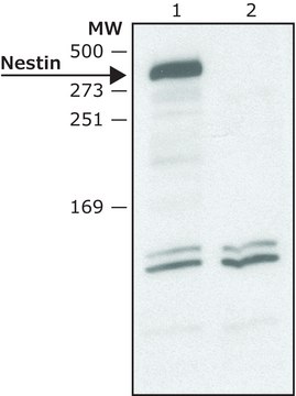 Anti-Nestin (C-terminal) antibody produced in rabbit ~1.5&#160;mg/mL, affinity isolated antibody