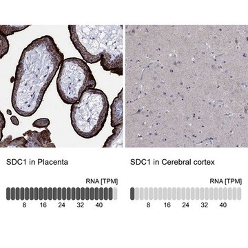 Anti-SDC1 antibody produced in rabbit Prestige Antibodies&#174; Powered by Atlas Antibodies, affinity isolated antibody, buffered aqueous glycerol solution