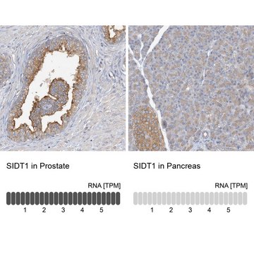 Anti-SIDT1 antibody produced in rabbit Prestige Antibodies&#174; Powered by Atlas Antibodies, affinity isolated antibody, buffered aqueous glycerol solution