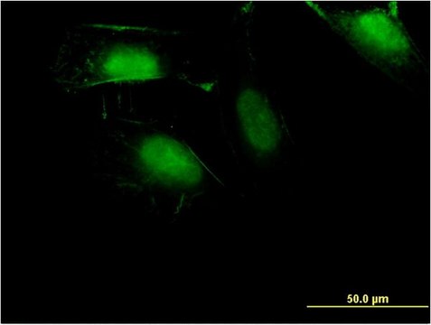 Monoclonal Anti-ZNF598 antibody produced in mouse clone 1E2, purified immunoglobulin, buffered aqueous solution