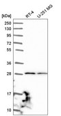 Anti-JAM3 antibody produced in rabbit Prestige Antibodies® Powered by Atlas Antibodies, affinity isolated antibody