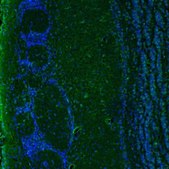 Anti-IER5 antibody produced in rabbit Prestige Antibodies® Powered by Atlas Antibodies, affinity isolated antibody, buffered aqueous glycerol solution