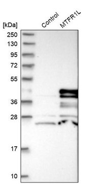 Anti-MTFR1L antibody produced in rabbit Prestige Antibodies&#174; Powered by Atlas Antibodies, affinity isolated antibody, buffered aqueous glycerol solution, ab2