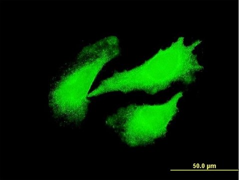 Monoclonal Anti-DYX1C1 antibody produced in mouse clone 6G1, purified immunoglobulin, buffered aqueous solution