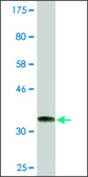 Monoclonal Anti-ARMC4, (C-terminal) antibody produced in mouse clone 5F1, ascites fluid