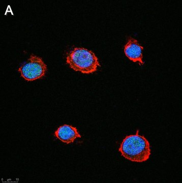 Anti-SLFN11 Antibody, clone 3E13 ZooMAb&#174; Rabbit Monoclonal recombinant, expressed in HEK 293 cells