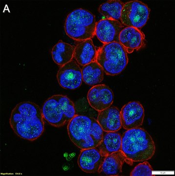 Anti-ZNF683 Antibody, clone 1N19 ZooMAb&#174; Rabbit Monoclonal recombinant, expressed in HEK 293 cells