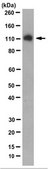 Anti-ERAP1 Antibody, clone 16A7.1 clone 16A7.1, from mouse