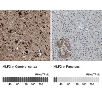 Anti-MLF2 antibody produced in rabbit Ab2, Prestige Antibodies&#174; Powered by Atlas Antibodies, affinity isolated antibody, buffered aqueous glycerol solution