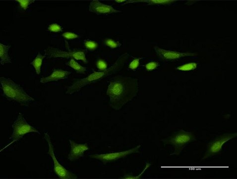 Anti-DTL antibody produced in rabbit purified immunoglobulin, buffered aqueous solution