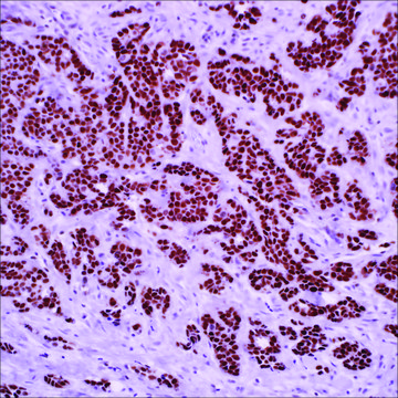 FOXA1 (2F83) Mouse Monoclonal Antibody