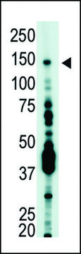 ANTI-USP7 (HAUSP)(C-TERMINAL) antibody produced in rabbit IgG fraction of antiserum, buffered aqueous solution