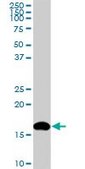 Monoclonal Anti-NME2 antibody produced in mouse clone 1D4, purified immunoglobulin, buffered aqueous solution