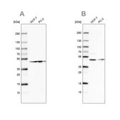 Anti-NELFE antibody produced in rabbit Prestige Antibodies® Powered by Atlas Antibodies, affinity isolated antibody, buffered aqueous glycerol solution