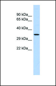 Anti-PRDM12, (N-terminal) antibody produced in rabbit affinity isolated antibody