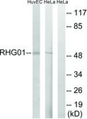 Anti-RHG1 antibody produced in rabbit affinity isolated antibody