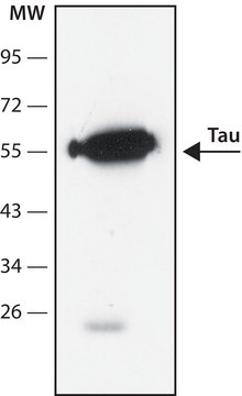 Tau小鼠单克隆抗体 clone Tau46, purified from hybridoma cell culture