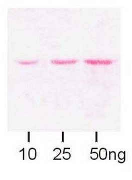 Anti-Maltose Binding Protein Antibody serum, Chemicon&#174;