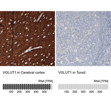 抗-VGLUT1单克隆抗体 小鼠抗 Prestige Antibodies&#174; Powered by Atlas Antibodies, clone CL2754, purified immunoglobulin, buffered aqueous glycerol solution