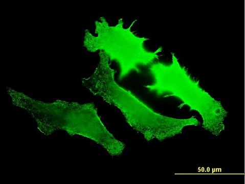 ANTI-GUCY2D antibody produced in mouse clone 7E5, purified immunoglobulin, buffered aqueous solution