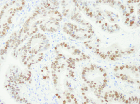 Rabbit anti-PCNA Antibody, Affinity Purified Powered by Bethyl Laboratories, Inc.