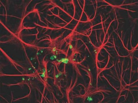 Anti-Myelin Basic Protein Antibody Chemicon&#174;, from chicken