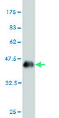 Monoclonal Anti-CSNK1G1 antibody produced in mouse clone 3D1, purified immunoglobulin, buffered aqueous solution