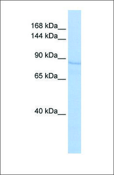 Anti-RRBP1 antibody produced in rabbit affinity isolated antibody