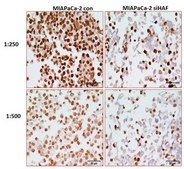 Anti-HAF/SART1 Antibody, clone 1-2 clone 1-2, from mouse