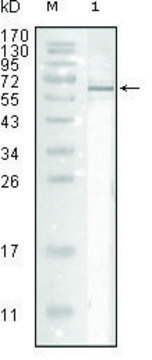 Monoclonal Anti-Influenza A virus Nucleoprotein antibody produced in mouse clone 9C11, ascites fluid