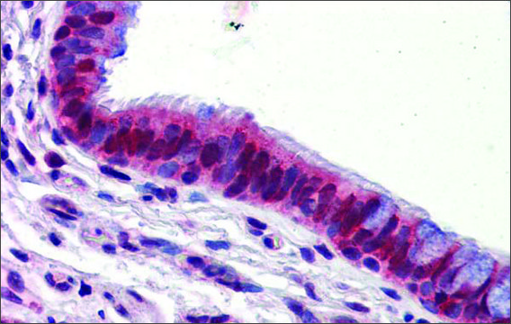 Anti-UBQLN1 antibody produced in rabbit affinity isolated antibody