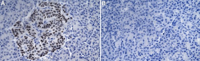 Anti-Islet-1 homeobox Antibody, clone 40.2D6