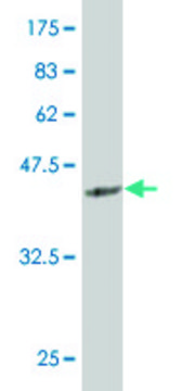 Monoclonal Anti-SIX4 antibody produced in mouse clone 5D4, purified immunoglobulin, buffered aqueous solution