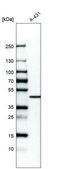 Anti-CCBE1 antibody produced in rabbit Prestige Antibodies® Powered by Atlas Antibodies, affinity isolated antibody, buffered aqueous glycerol solution