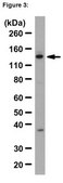 RIPAb+ Upf1 - RIP Validated Antibody and Primer Set from rabbit