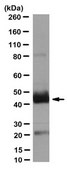 Anti-PAR4 Antibody, clone 5F10 clone 5F10, from mouse