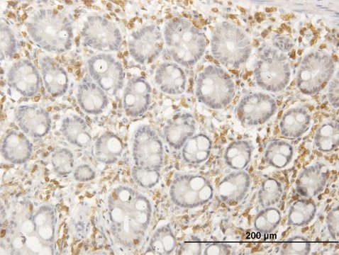 Anti-SEPT12 antibody produced in mouse IgG fraction of antiserum, buffered aqueous solution